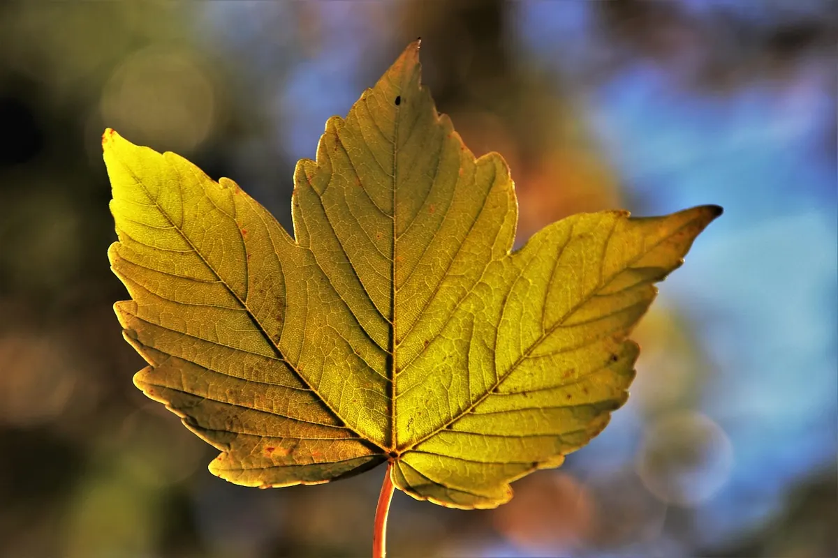 30 Autumn Journal Prompts for Cosy Reflection